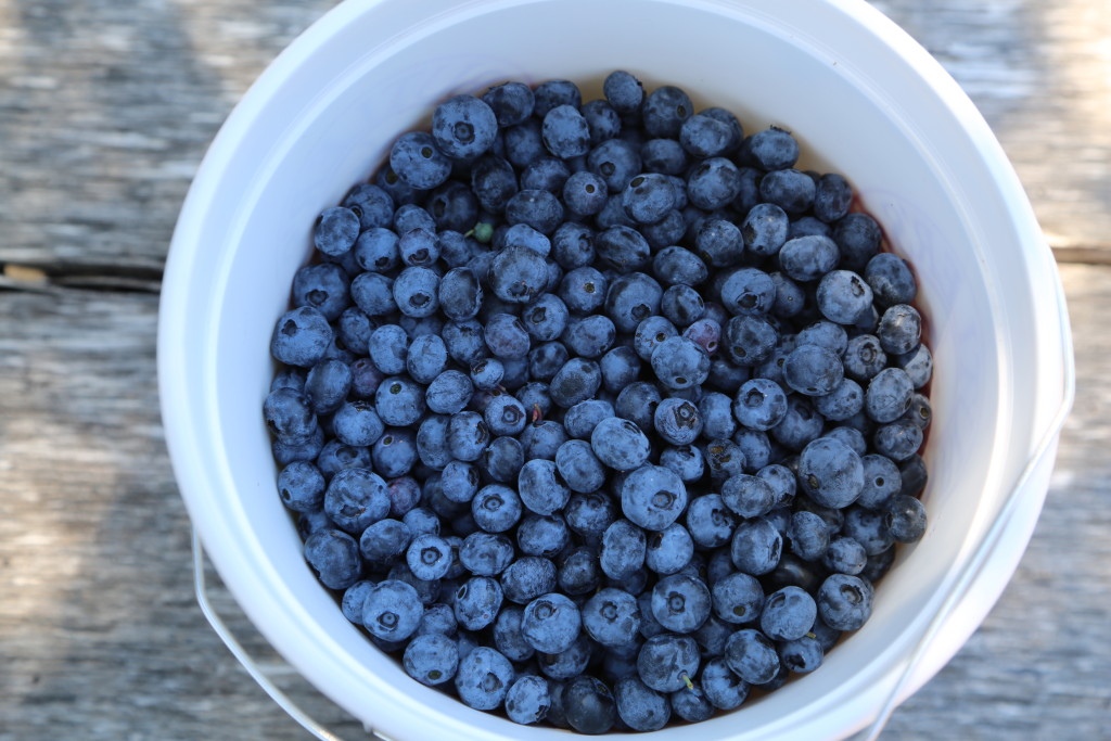 Strawberry & Blueberry picking