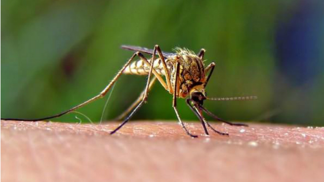 West Nile Virus Baton Rouge