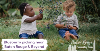Blueberry picking